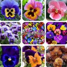 200Pc Mexican Imported Pansy Bonsai Mix Color Wavy Viola Tricolor Flower