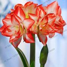 Amaryllis Chinese Bonsai Amarilis Planting 100 Pcs/Pack