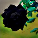 210pcs Holland Rose Plant Lover Black color