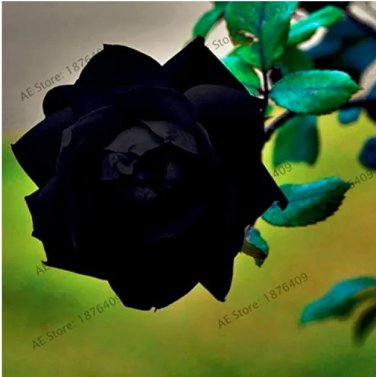 210pcs Holland Rose Plant Lover Black color