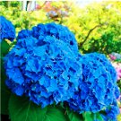 50 pcs/Bag Red Hydrangea Mixed Hydrangea Flower Outdoor