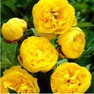 30 pcs Chinese Peony Tree Bonsai Plant for Balcony Garden Flowers