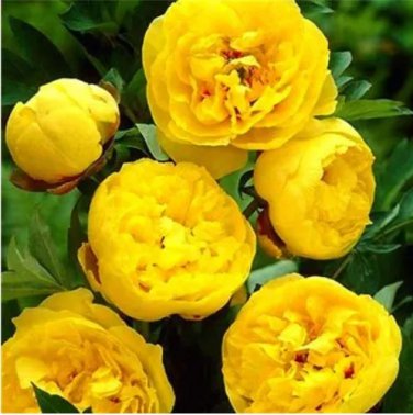 30 pcs Chinese Peony Tree Bonsai Plant for Balcony Garden Flowers