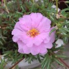 Pink Double Moss Rose Seeds