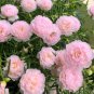 Pink Double Moss Rose Seeds