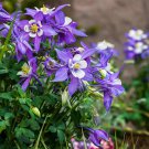 Aquilegia 'Cat's Paw Mix' Flower Seeds -