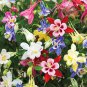 Aquilegia 'Cat's Paw Mix' Flower Seeds -