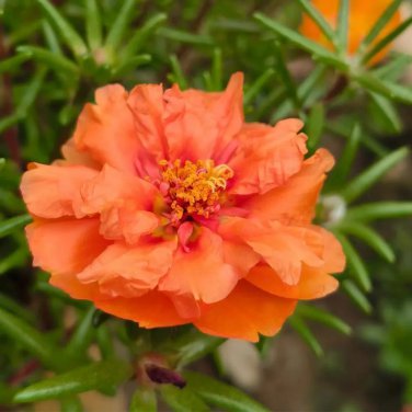 Orange Moss-Rose Purslane Seeds
