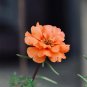 Orange Moss-Rose Purslane Seeds