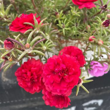Red Moss-Rose Purslane Seeds