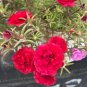 Red Moss-Rose Purslane Seeds