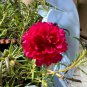 Red Moss-Rose Purslane Seeds