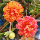 Mixed Double Portulaca Seeds | Easy to Grow Annual Flower,