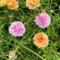 Mixed Double Portulaca Seeds | Easy to Grow Annual Flower,