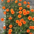 Coral Red Moss-Rose Purslane Seeds