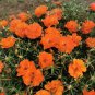 Coral Red Moss-Rose Purslane Seeds