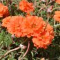 Coral Red Moss-Rose Purslane Seeds
