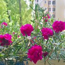 Rose-red Portulaca Seeds