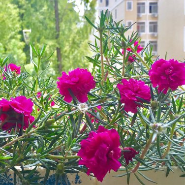 Rose-red Portulaca Seeds