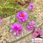 Rose-red Portulaca Seeds