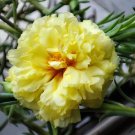 Yellow Moss-Rose Purslane Seeds