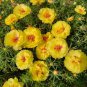 Yellow Moss-Rose Purslane Seeds