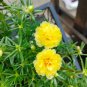 Yellow Moss-Rose Purslane Seeds