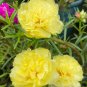 Yellow Moss-Rose Purslane Seeds