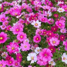 Mixed Color Cosmos Seeds – Annual Easy Grow Flowers