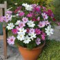 Mixed Color Cosmos Seeds &acirc;�� Annual Easy Grow Flowers