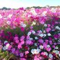 Mixed Color Cosmos Seeds &acirc;�� Annual Easy Grow Flowers