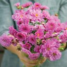 Double Cosmos Seeds – Pink Peony-Like Ruffled Blooms, Profuse Flowering