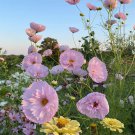 Cosmos bipinnatus 'Cupcakes' Seeds | Unique Cupcake-Shaped Blooms Annual Flower