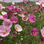 Cosmos bipinnatus 'Cupcakes' Seeds | Unique Cupcake-Shaped Blooms Annual Flower