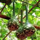 Speckled Swan Gourd 10 Seeds