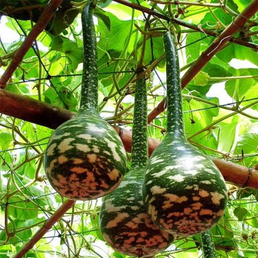 Speckled Swan Gourd 10 Seeds