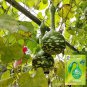 Speckled Swan Gourd 10 Seeds