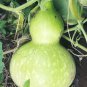 Giant Bottle Gourd Seeds 10 Seeds