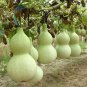 Giant Bottle Gourd Seeds 10 Seeds