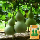 Giant Bottle Gourd Seeds 10 Seeds