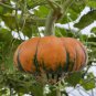 Decorative Pumpkin Seed Mix 10 Seeds