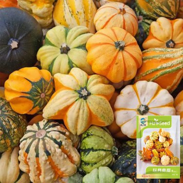 Decorative Pumpkin Seed Mix  10 Seeds