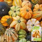 Decorative Pumpkin Seed Mix  10 Seeds