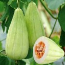 Ox Horn King Melon Seeds – Early maturing variety, ox-horn shape, fast fruit set