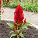 Red Feathered Cockscomb Seeds | Celosia plumosa