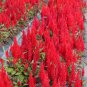 Red Feathered Cockscomb Seeds | Celosia plumosa