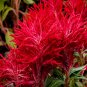 Red Feathered Cockscomb Seeds | Celosia plumosa