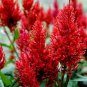 Red Feathered Cockscomb Seeds | Celosia plumosa