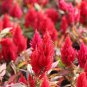 Red Feathered Cockscomb Seeds | Celosia plumosa