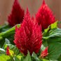 Red Feathered Cockscomb Seeds | Celosia plumosa